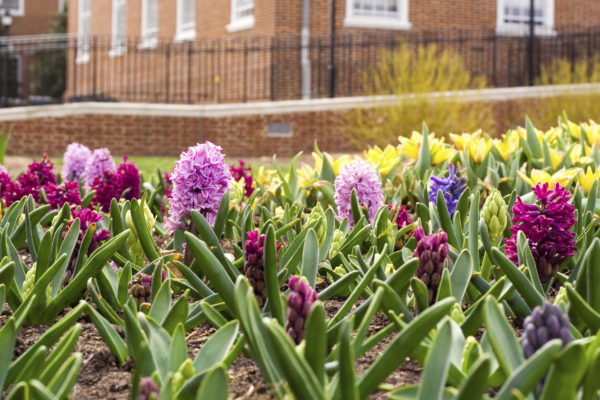 Spring Flowers Growing Along a City Street